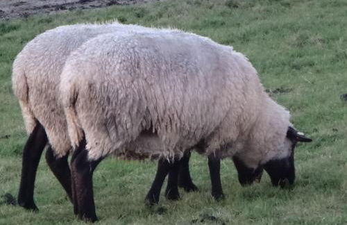 Haus Marie - Foto 28