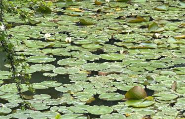 Woodlands Luxury Lake Log Cabin - Vetiver Villa - Foto 14