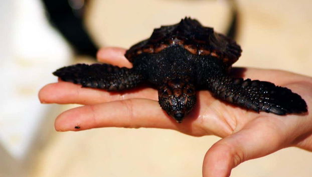 Bebé tortuga
