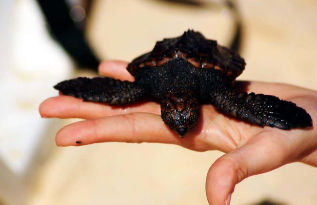 Avistamiento nocturno de tortugas marinas - Foto 5