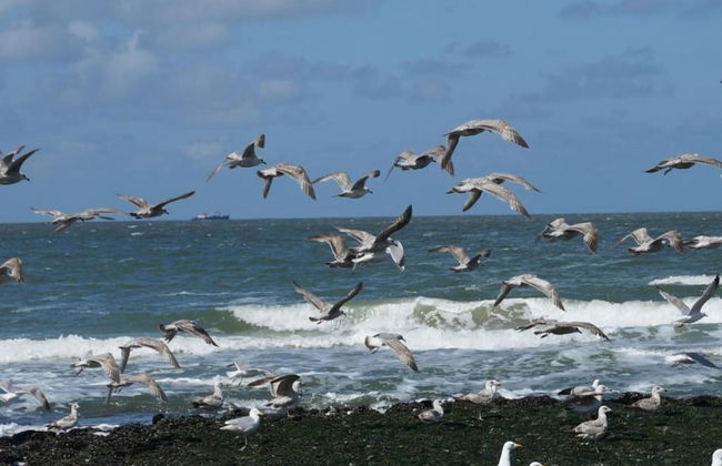 Holiday Home in Callantsoog Near Beach - Photo 38