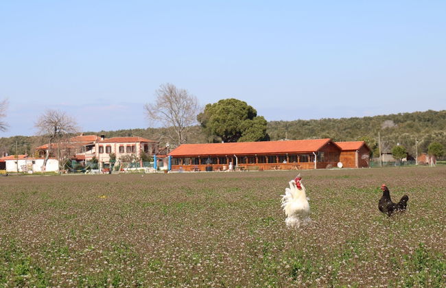 Ayvalık Sural Çiftliği Since 1899 - Foto 23