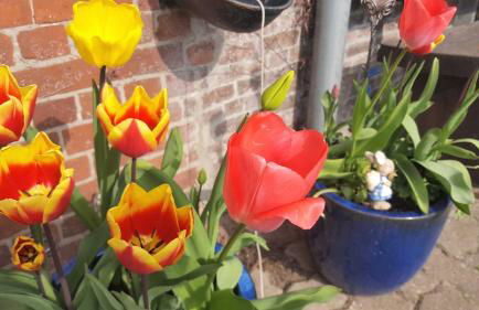 Fewo Storchennest - Foto 15