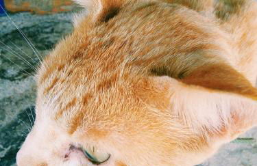 Herdade Do Azinhal - Foto 26