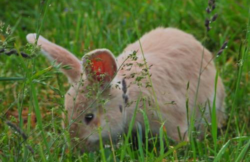 Ostoja nad Gilem - Foto 46