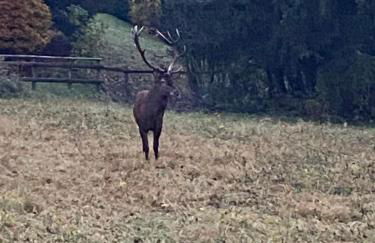 Petite Floria - Foto 20