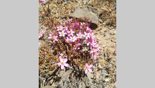 Casa das Flores - Foto 3