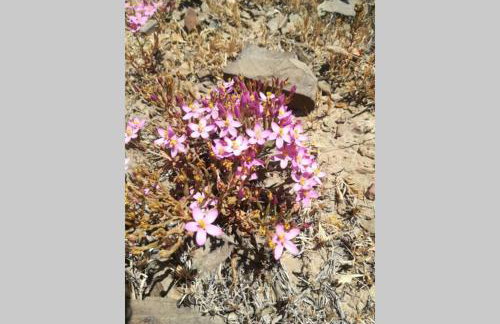 Casa das Flores - Foto 3