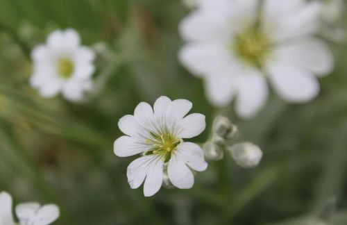 Residence Zecchini - Foto 15