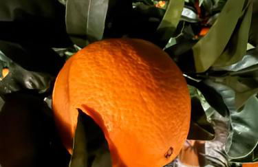 Arancello Apartment - Foto 11