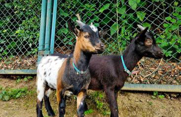 Alpakowy raj - Foto 10