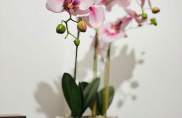 Haus Steiner - Ruhige, top bewertete Ferienwohnung in Lauterbach - Schwarzwald - Foto 10