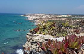 Gecko Pego Longo - Foto 33