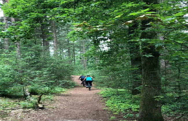 Bungalow in Bospark 't Wolfsven Near Nature - Photo 25