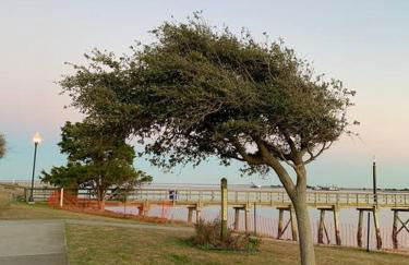 Downtown- Sunshine Cottage and Golf Cart - Foto 42