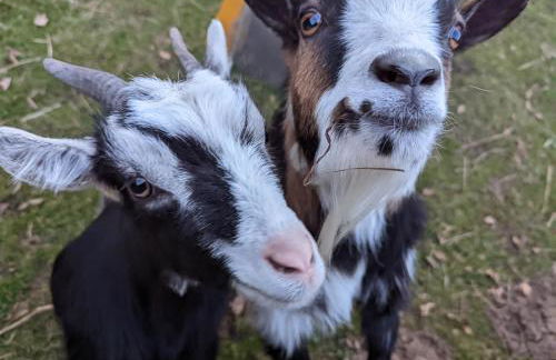 Gästehaus Stein im Thüringer Wald - Foto 26