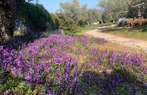 Olive Hill Private House - Foto 45