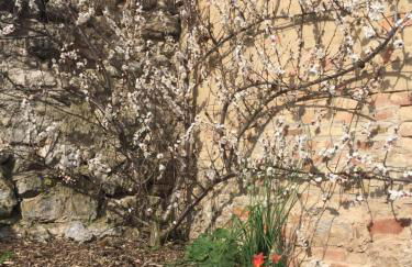 Ferienhaus unterm Schiefen Turm - Photo 50