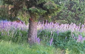 Bayerwaldtiny - Foto 36