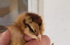 Little Ridge Ranch-East House Quiet Country Getaway-Pet Friendly! - Foto 24