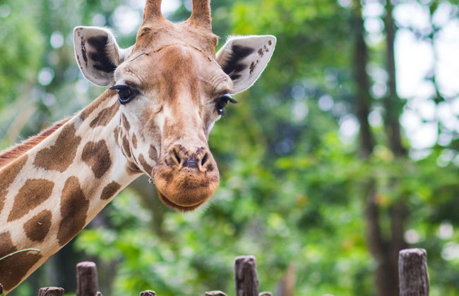 Excursión al Giraffe Centre - Foto 1