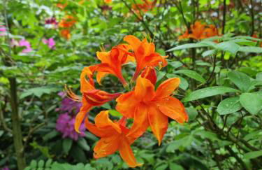 Waldhaus Dötlingen Ferienhaus im Naturpark - Foto 11