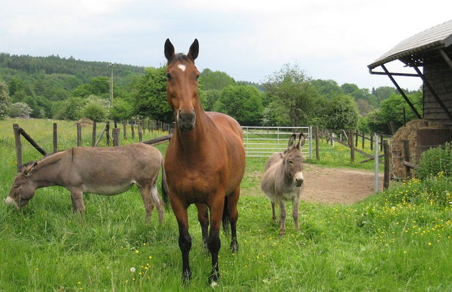 Apartment for Sixteen Person With Sauna - Photo 39
