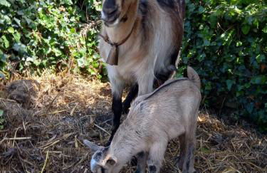Casinha de campo- Quintinha dos Cavalos- Arruda dos Vinhos - Foto 37