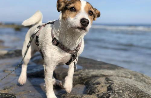 Klüterkammer, Ferienhaus auf Gutshof mit Kamin - Foto 21
