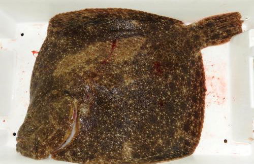 La maison rouge - Foto 42