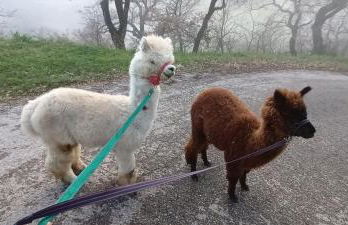L'ALPACA DELLA ROSSA - AGRITURISMO - Foto 54