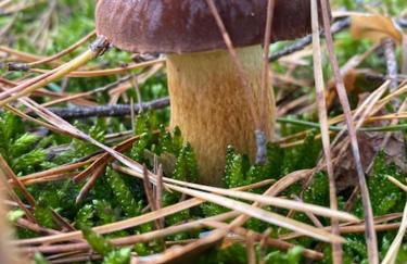 Ferienhaus am Seegrund - Foto 39