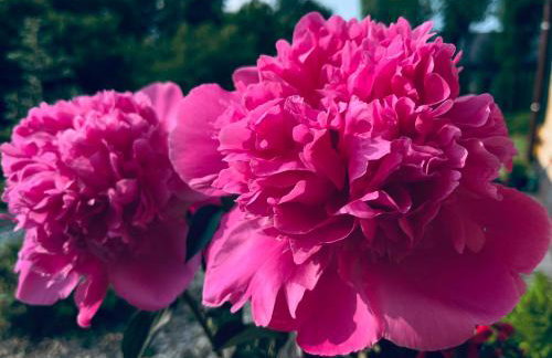 Żuławska Chata - Foto 12