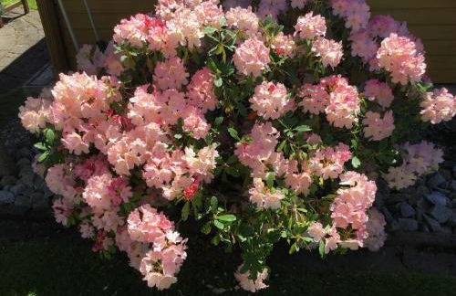 Ferienwohnungen Schellein - Foto 13