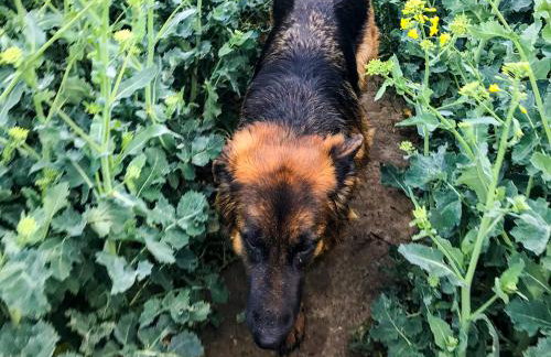 Dwór Barocco - Foto 27