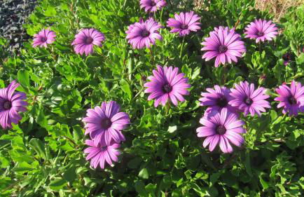 Casa da Arquinha - Photo 47