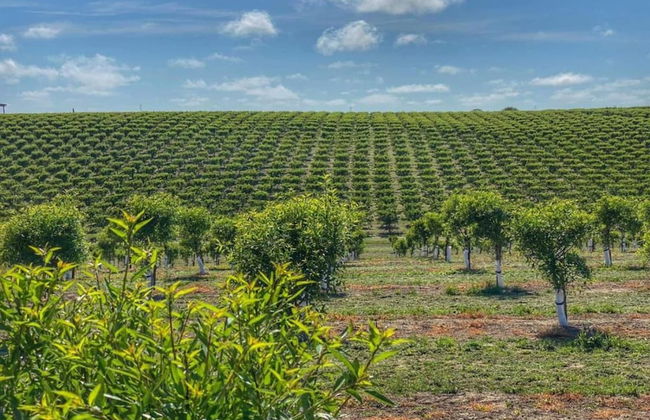 Farmhouse Near Montalto di Castro Beaches - Foto 35