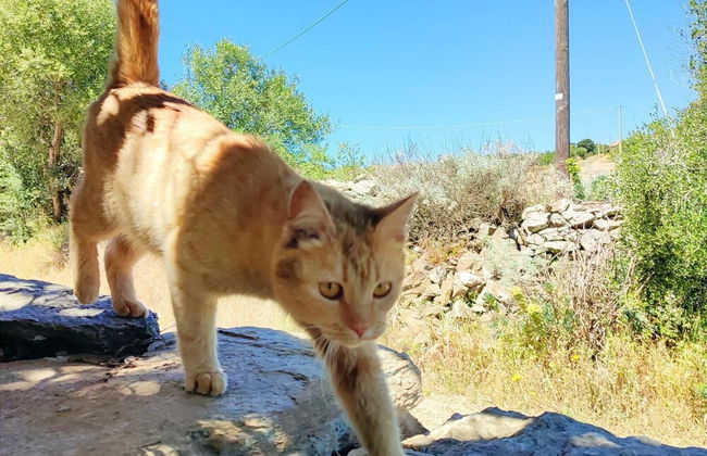 Sardinian Villa Enjoy Stintino With Your Pets ! - Photo 5