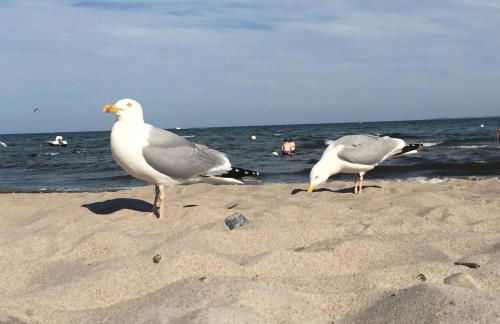 Ferienhof Kluvetasch Appartement Nr 2 - Strandmuschel - Foto 34