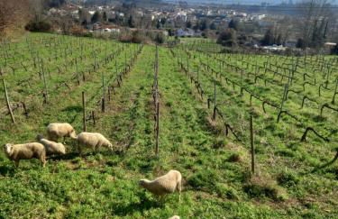 Casa dos Pinheiros - Pinheiros Farm House - Foto 46