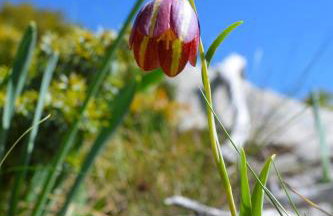 Tsigaridas Mountain Home - Foto 54