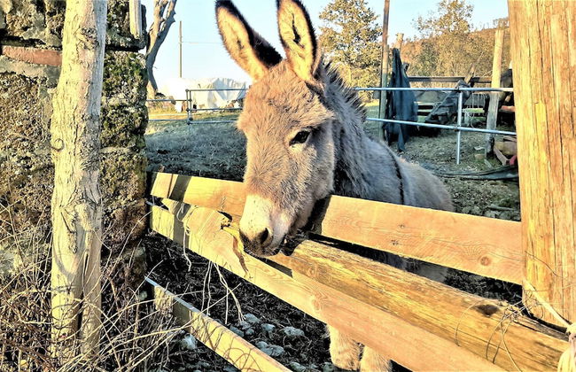 Umbrian Farmhouse Retreat With Private Pool and Garden - Foto 16
