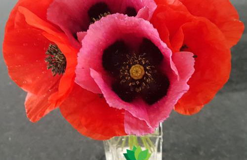 Résidence Lésia - Foto 27