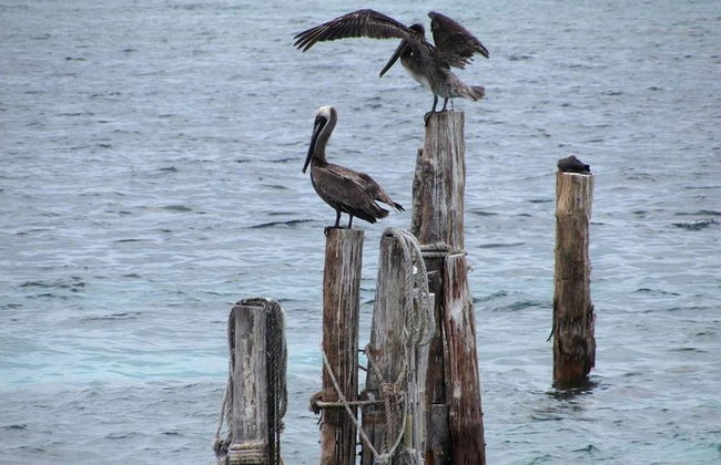 Alcantara Apt, Ground Floor, Great for Digital, 2 Blocks Walk to Beach - Foto 25