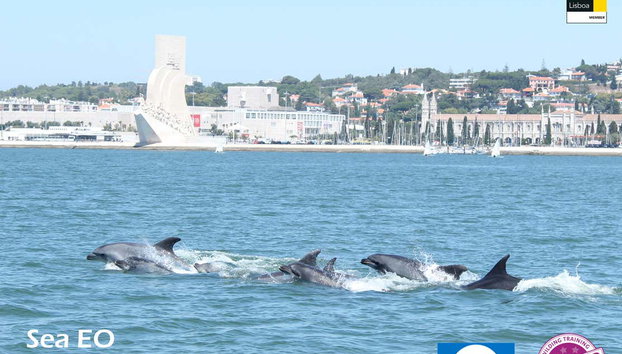 Avistamiento de delfines en Lisboa - Foto 2
