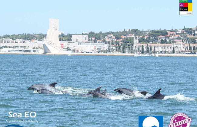 Dolphin Watching Cruise - Photo 6