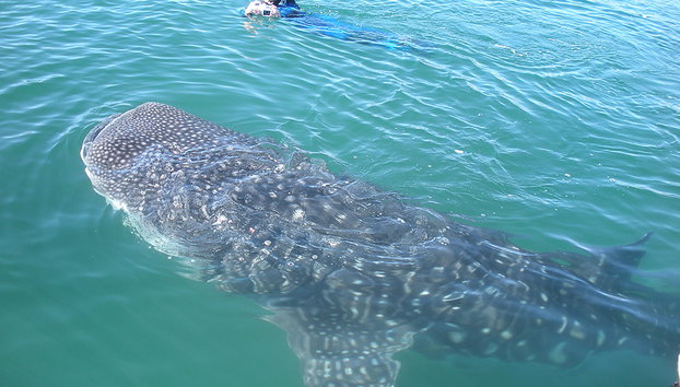 Observation and Swimming with Whale Sharks - Photo 4
