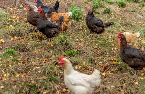 2 Bed in Llantilio Pertholey 90235 - Foto 22