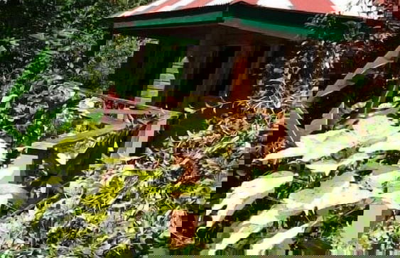 Berkey's Jungle Paradise - Photo 42