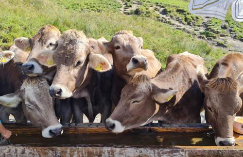 Gruentenausblick - Foto 15